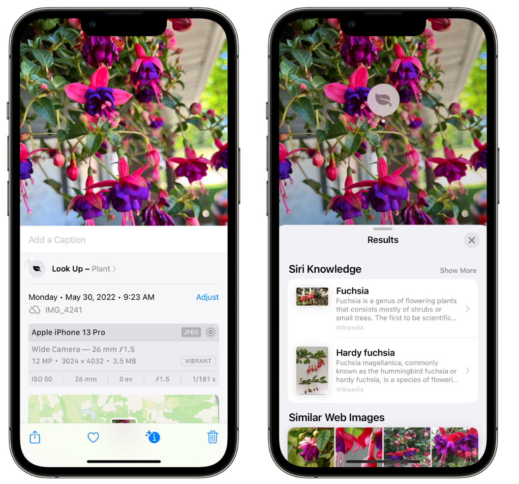 江孜苹果手机维修分享小技巧：使用 iPhone 相机识别花卉植物 